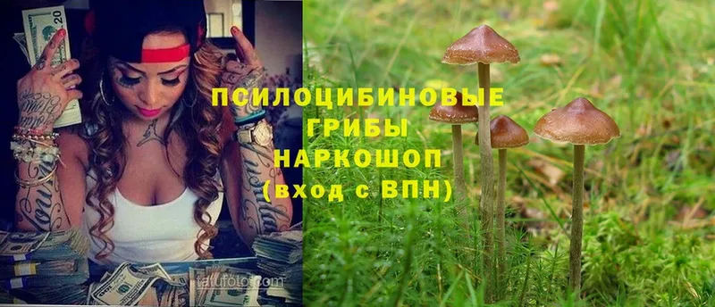 Псилоцибиновые грибы Psilocybe  kraken ONION  Гай 